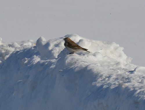 White-winged Lark, Dal'nekonstantinovskiy rayon, RU-NZ, RU, photo 8 of 10