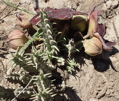 Tridentea gemmiflora