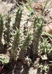 Tridentea gemmiflora