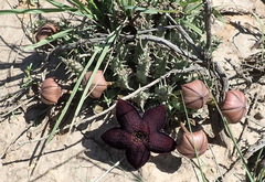 Tridentea gemmiflora