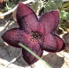 Tridentea gemmiflora