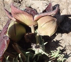 Tridentea gemmiflora