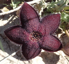 Tridentea gemmiflora