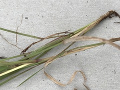 Aristida stipitata