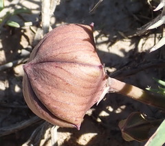 Tridentea gemmiflora