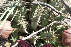 Tridentea gemmiflora