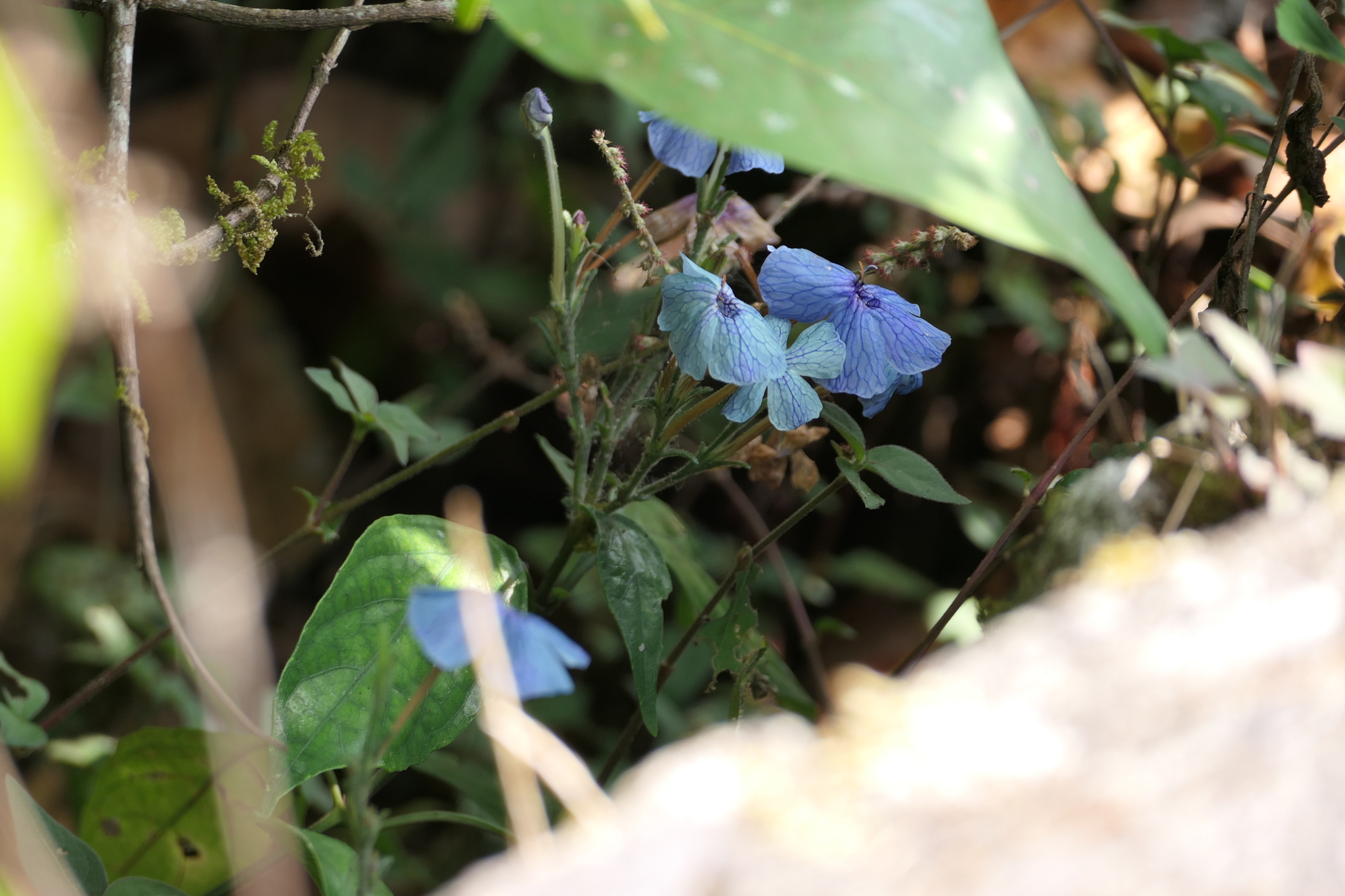 Eranthemum capense L.