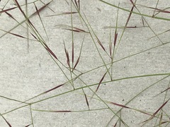Aristida stipitata
