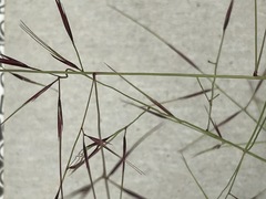 Aristida stipitata