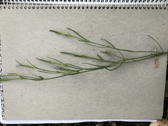 Kohautia amatymbica