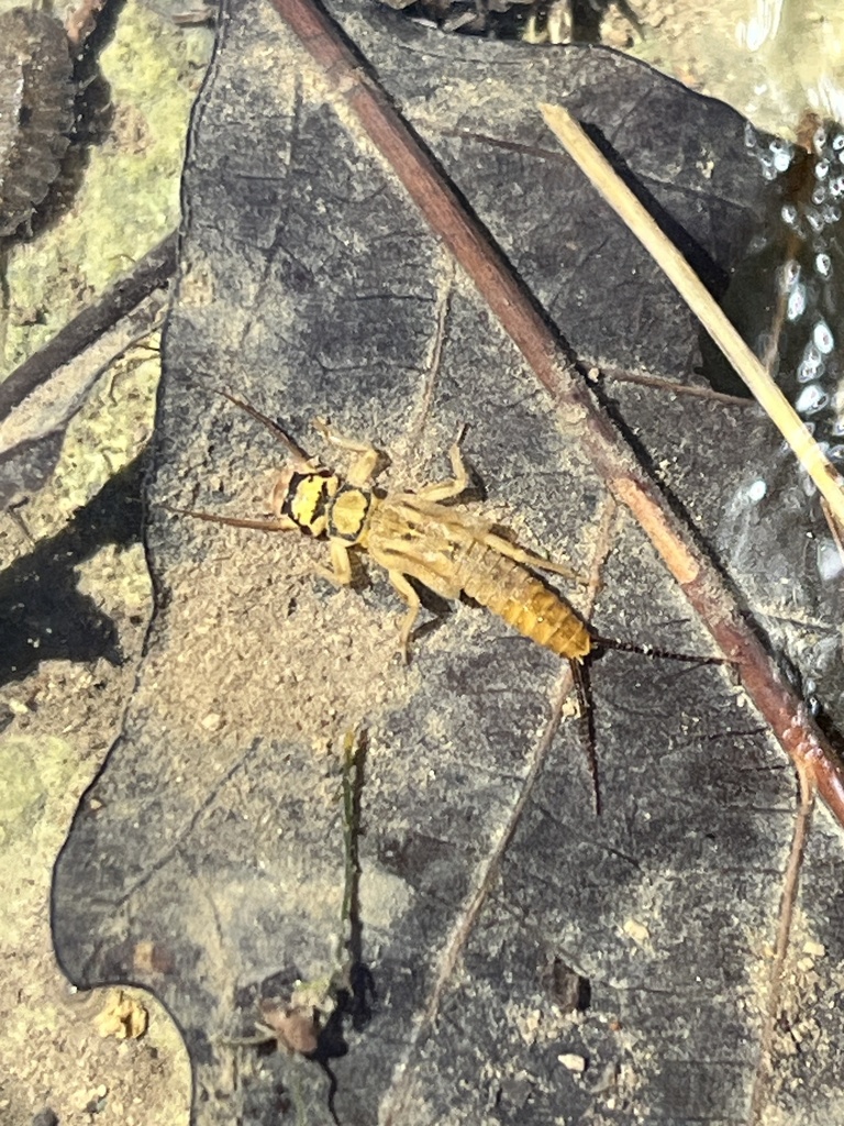 Clio Stripetail