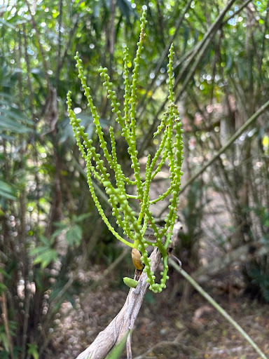 Imagem de Palmeira-ráfis
