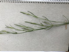 Kohautia amatymbica