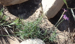 Dianthus thunbergii