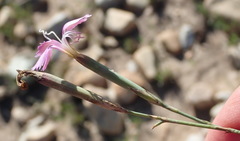 Dianthus thunbergii