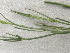 Kohautia amatymbica
