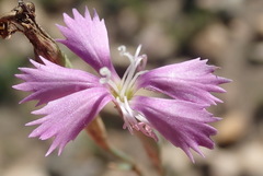 Dianthus thunbergii