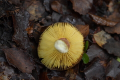 Russula tricholomopsis