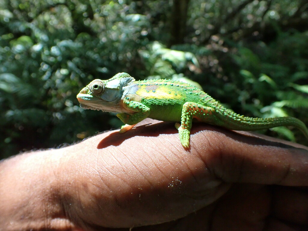 Knysna Dwarf Chameleon from Storms River Village to bridge at bottom of ...