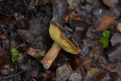 Russula tricholomopsis