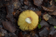 Russula tricholomopsis