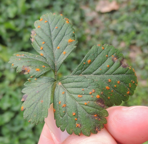 Phragmidium fragariae