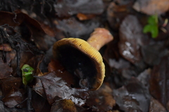Russula tricholomopsis
