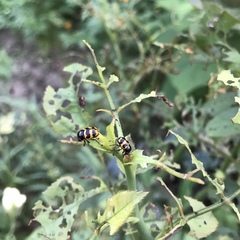 Cryptocephalus trifasciatus