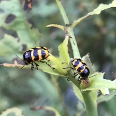 Cryptocephalus trifasciatus