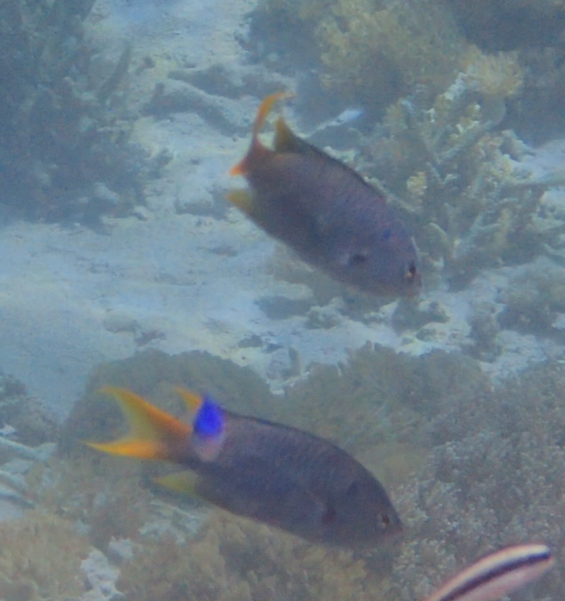 Yellowtail Demoiselle (Neopomacentrus azysron) — recorded at Tanjung Loh Sera