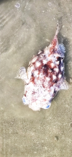 Shortspine Porcupinefish