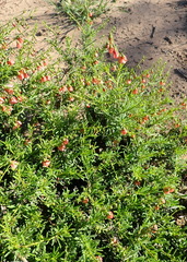 Hermannia linearifolia