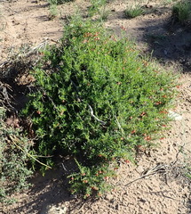 Hermannia linearifolia