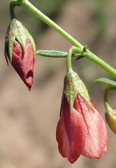 Hermannia linearifolia