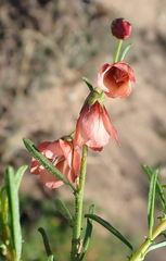 Hermannia linearifolia