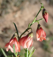 Hermannia linearifolia