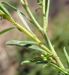 Hermannia linearifolia