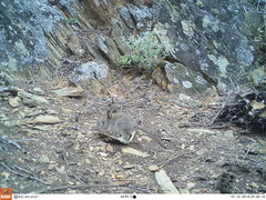 Elephantulus edwardii