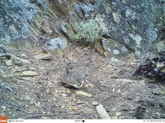 Elephantulus edwardii