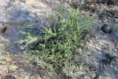 Hermannia linearifolia