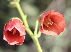 Hermannia linearifolia