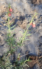 Hermannia linearifolia