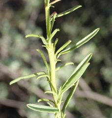 Hermannia linearifolia