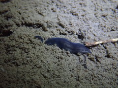 Continenticola