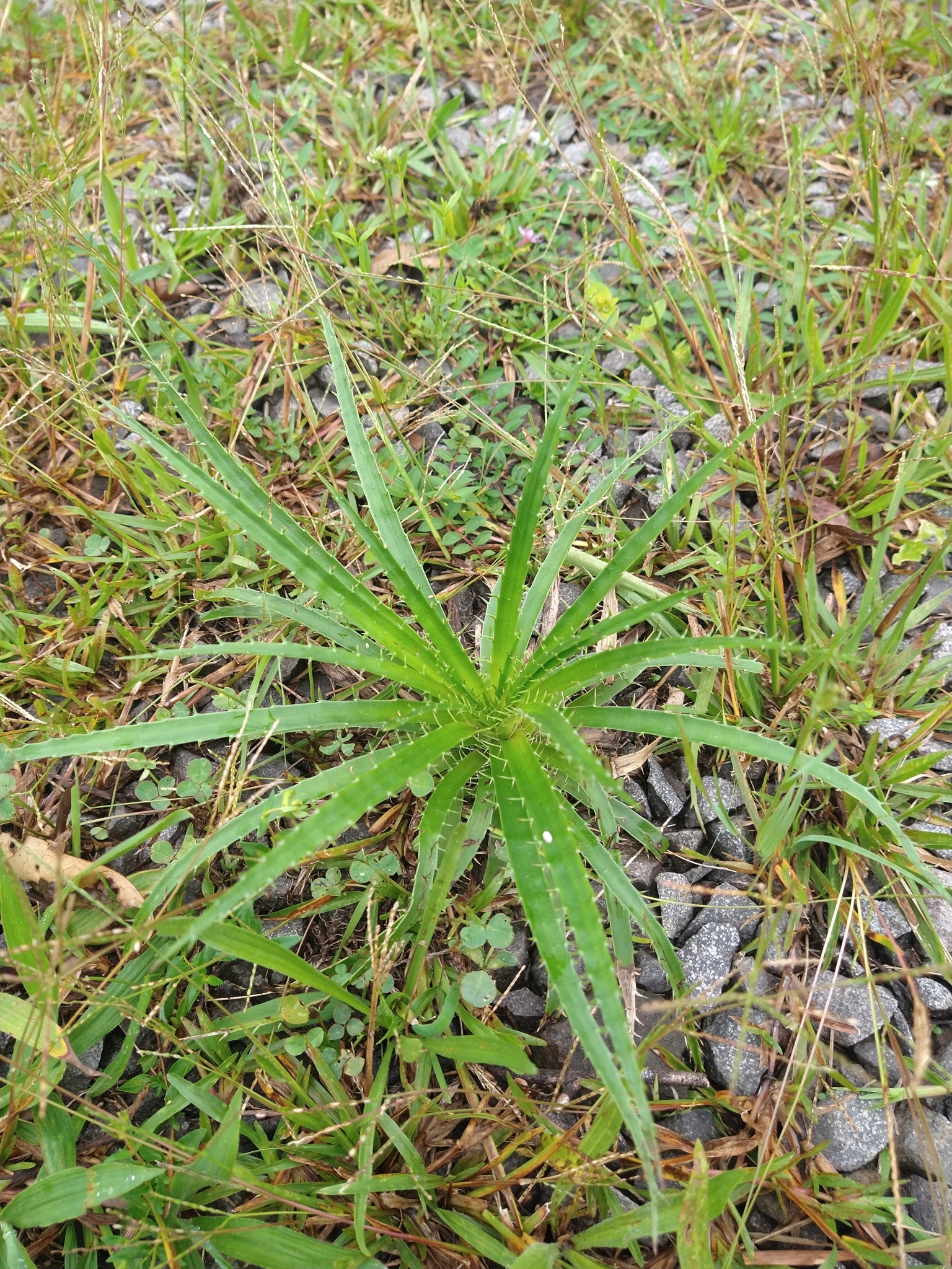 Eryngium horridum
