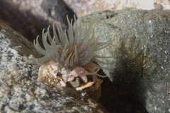 Isactinia olivacea