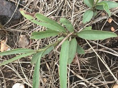 Hibiscus microcarpus