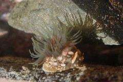 Isactinia olivacea
