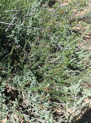 Jamesbrittenia atropurpurea