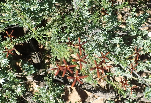 Image of Jamesbrittenia atropurpurea by (c) Nicola van Berkel, some rights reserved (CC BY-SA)